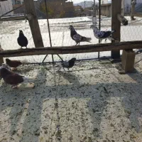 کبوتر تهرانی|پرنده|ملکشاهی, |دیوار