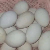 تخم غاز نطفه دار  تعداد بالا موجود
