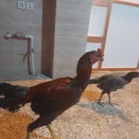 فروش مرغ وخروس لاری