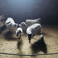 میش رومانوف دوقلوزا