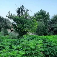 فروش-190-متر-زمین-دونبش-مرکز-شهر-رامسر