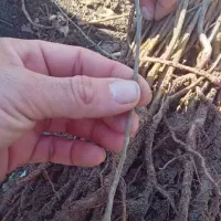 نهال آلوچه ، نلک پایه پیوند، درخت ،نهالستان درمشهد