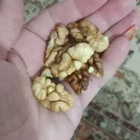 گردو محلی منطقه فیروزکوه زرین دشت|خوردنی و آشامیدنی|فیروزکوه, |دیوار