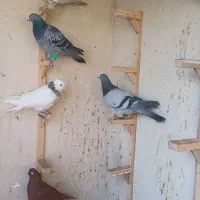 ۸تا صید قلدر|پرنده|مشهد, موسوی قوچانی|دیوار