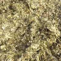 ذرت علوفه‌ای