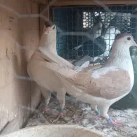 کفتر پلاس نرو مادهه