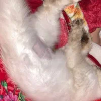 گربه هیمالین|گربه|اردبیل, |دیوار