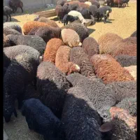 فروش سه عدد بره ی نر مناسب برای نگهداری و کشتار