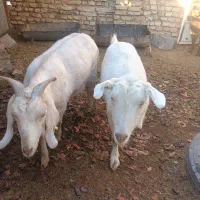 فروش. بز وچپیش