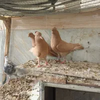 کبوتر نقش و پرش