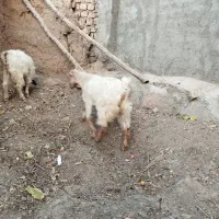 سه عدد بزغاله بومی|حیوانات مزرعه|خلجستان, |دیوار