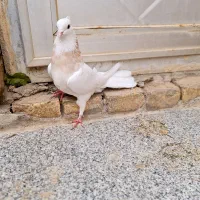 طوقی ماده|پرنده|شهرکرد, |دیوار