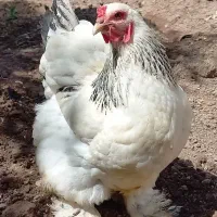 تخم تطفه دار برهما