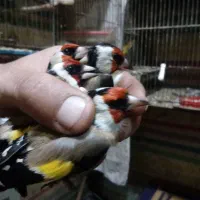 فروش انواع سیره باغی تعداد و تکی و نقش