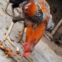 خروس لاری ومرغ