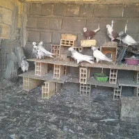 به دلیل نداشتن وقت|پرنده|اصفهان, عمان سامانی|دیوار