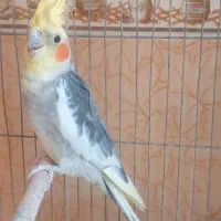 عروس هلندی