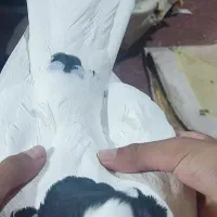 کبوتر|پرنده|شیراز, علی آباد|دیوار