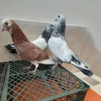 کبوتر جوجه کشی  از پدر مادر پرشی