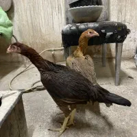 مرغ و خروس لاری