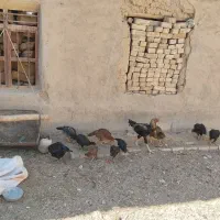 مرغ و خروس لاری|حیوانات مزرعه|افشار, |دیوار