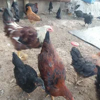 جوجه خروس 5ماه