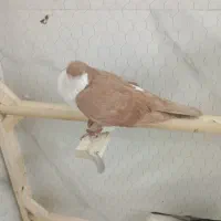 کفتر ساده کلاغ دم