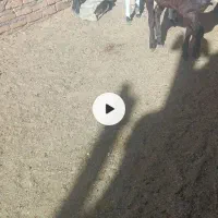 بزغاله اصیل پاکستانی نر وماده|حیوانات مزرعه|پائین جام, |دیوار