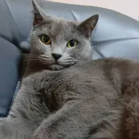 گربه اسکاتیش بلو ماده