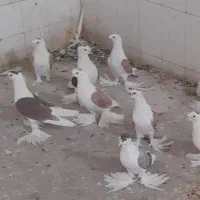 کبوترپشتی کاکل پرپا|پرنده|کاشمر, |دیوار