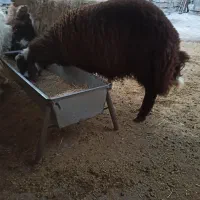 بره قوچ افشاری میش گوسفند بز گاو گوساله