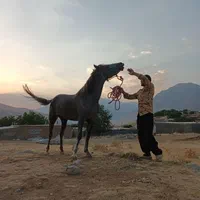 کره اسب مادیان|اسب و تجهیزات اسبسواری|کرمانشاه, |دیوار