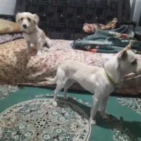 واگذاری دوعدد پاپی