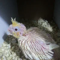 جوجه عروس هلندی سرلاکی لوتینو چشم شرابی