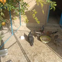 مرغ وخروس