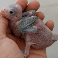 جوجه ملنگوسرلاکی وجوجه گیرینچیک آناناسی دبل رد