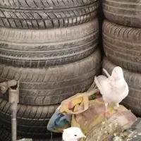 3عدد کبوتر