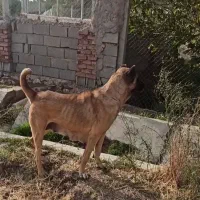 ماده جوان گله ای نگهبان توله دهی خوب