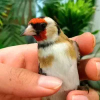 سهره عتیقه نشون دار چهارگل مست بخون شلاقی قناری