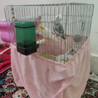 جفت عروس هلندی مولد با قفس معاوضه دوچرخه ۲۶|پرنده|پاکدشت, پاکدشت (مامازند)|دیوار