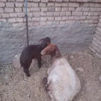 گوسفند