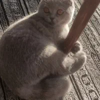 گربه اسکاتیش|گربه|بابلسر, |دیوار