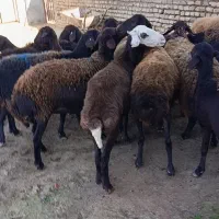 16راس گوسفند سونوگرافی شده ابستن|حیوانات مزرعه|سیمین شهر, |دیوار