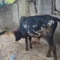 گاوورزا کوله چالوسی شیرمست|حیوانات مزرعه|خشکبیجار, |دیوار