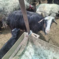 بز شهرکردی