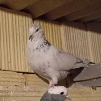 کفتر پرشی4تا دونه صد همه با هم