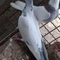 رنگی|پرنده|گنبد کاووس, |دیوار