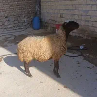 شیشک ماده