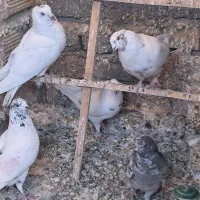 کبوتر ، مرغ|پرنده|هشتگرد, گلسار|دیوار