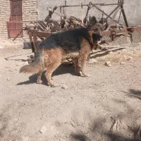 ژرمن شپرد|سگ|ازنا, |دیوار